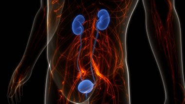 İdrar torbası anatomisi olan insan böbrekleri. Üç Boyut