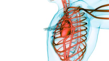 İnsan Dolaşım Sistemi Kalp Anatomisi. Üç Boyut
