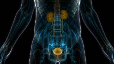 İdrar torbası anatomisi olan insan böbrekleri. Üç Boyut