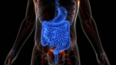 İnsan sindirim sistemi mide anatomisi. Üç Boyut