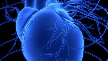 İnsan Dolaşım Sistemi Kalp Anatomisi. Üç Boyut