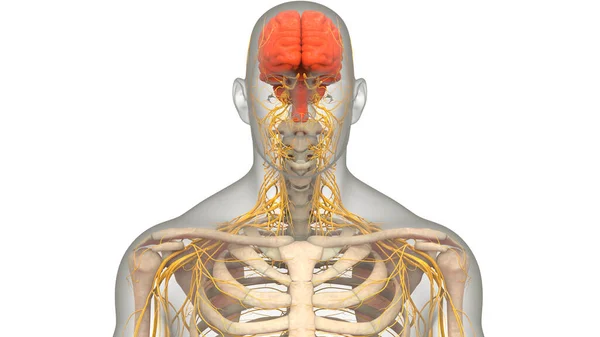 Anatomie Mozku Lidského Centrálního Nervového Systému — Stock fotografie