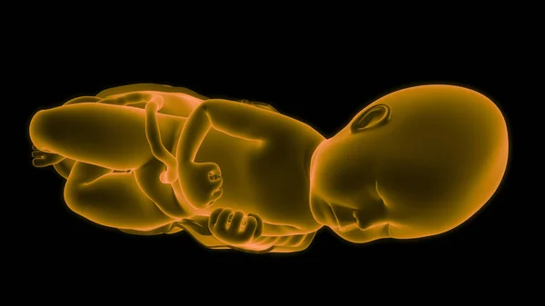 태아는 해부학자 — 스톡 사진