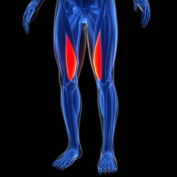 Мышечная Система Человека Ноги Мышцы Обширный Medialis Мышцы Анатомии — стоковое фото