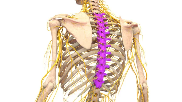Ryggmärgsbråck Ryggmärgsbråck Bröstkorg Vertebrae Mänsklig Skelett System Anatomi Tredimensionell — Stockfoto