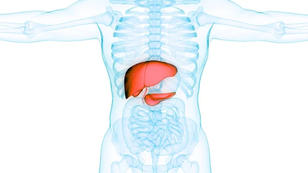 Human Internal Digestive Organ Liver Pancreas Gallbladder Anatomy — Stock Photo, Image