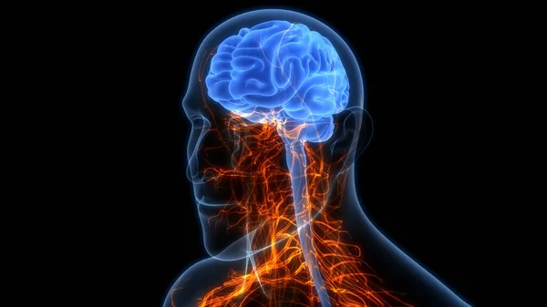 Nsan Merkezi Sinir Sistemi Beyin Anatomisi — Stok fotoğraf