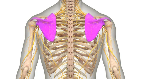 Человеческий Скелет Системы Нагрудный Плечо Пояса Кости Суставов Анатомии — стоковое фото
