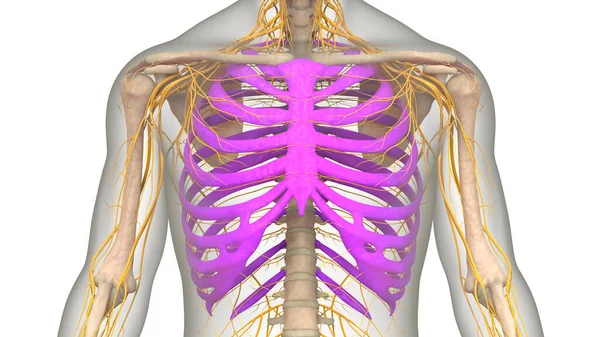 Système Squelettique Humain Cage Thoracique Joints Osseux Anatomie — Photo