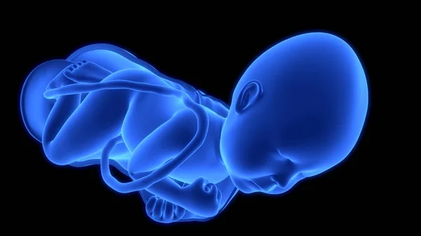 Feto Humano Bebé Anatomía Del Útero —  Fotos de Stock