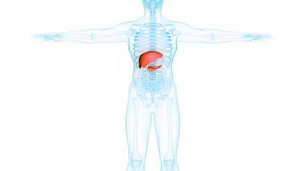 Fígado Órgão Digestivo Interno Humano Com Pâncreas Anatomia Vesícula Biliar — Fotografia de Stock