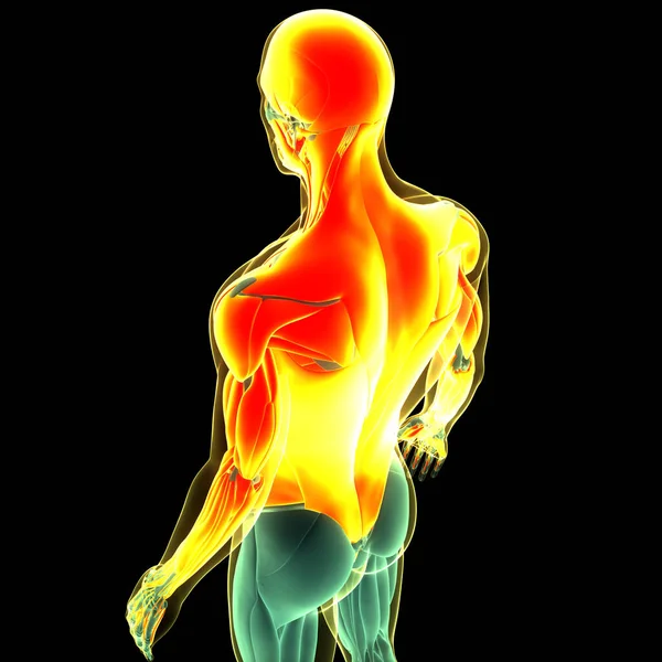 Anatomie Der Torso Muskeln Des Menschlichen Muskelsystems — Stockfoto