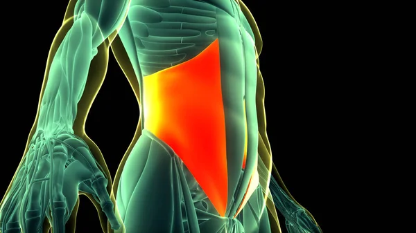 Язова Система Людини Torso Muscles Внутрішні Язи Косі Анатомія Тривимірний — стокове фото