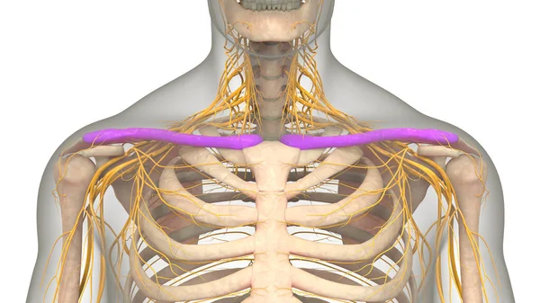 Human Skeleton System Clavicle Bones Joints Anatomy — Stock Photo, Image