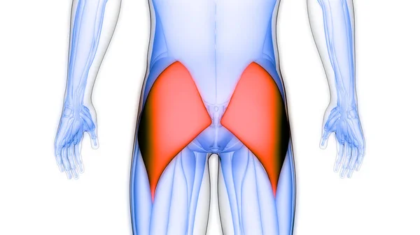 Мышечная Система Человека Нога Мышцы Ягодицы Максимальная Мышечная Анатомия — стоковое фото