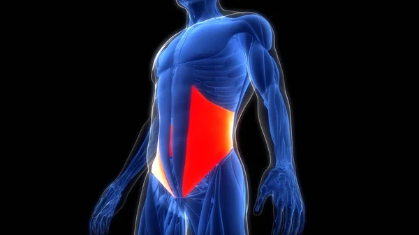 Ludzki Układ Mięśniowy Mięśnie Tułowia Wewnętrzne Mięśnie Skośne Anatomia — Zdjęcie stockowe