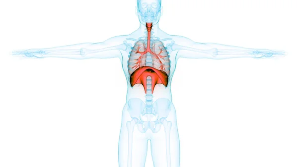 Diyafram Anatomisi Olan Insan Solunum Sistemi Akciğerleri Boyut — Stok fotoğraf