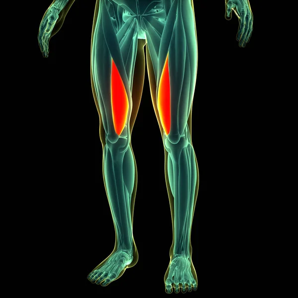 Мышечная Система Человека Ноги Мышцы Обширный Medialis Мышцы Анатомии — стоковое фото