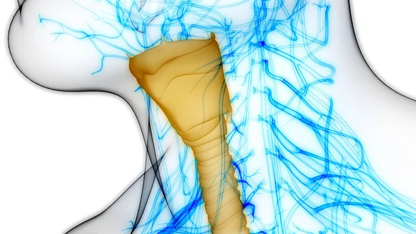Human Respiratory System Larynx Pharynx Anatomy — стокове фото