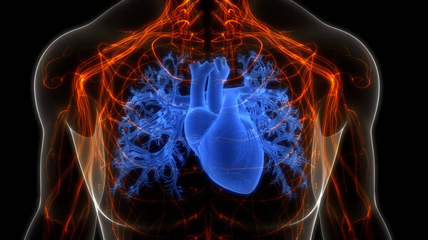 Human Circulatory System Heart Anatomy. 3D
