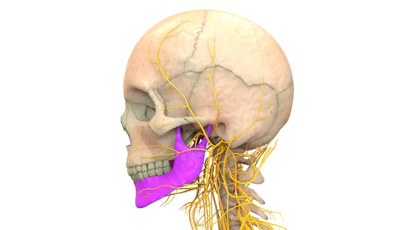 Ανθρώπινο Σκελετικό Σύστημα Κρανίο Μέρη Οστών Κάτω Γνάθου Ανατομία — Φωτογραφία Αρχείου