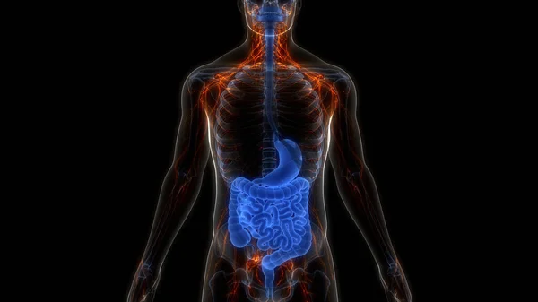 Menselijk Spijsverteringsstelsel Maag Anatomie — Stockfoto