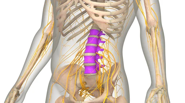 Spinal Cord Vertebral Column Lumbar Vertebrae Human Skeleton System Anatomy — 스톡 사진