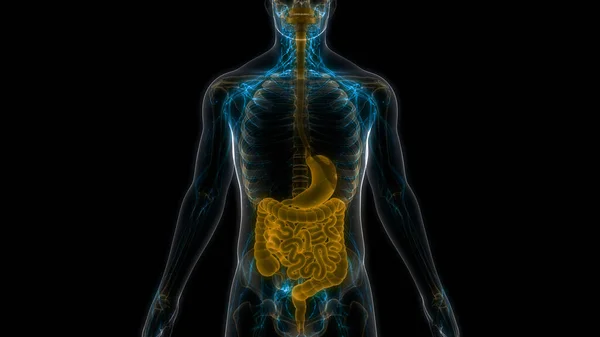 Nsan Sindirim Sistemi Mide Anatomisi Boyut — Stok fotoğraf