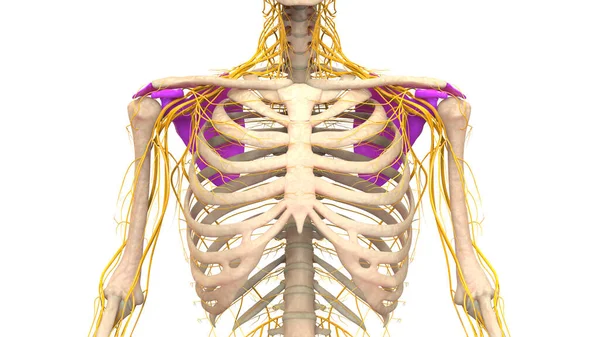人类骨骼系统肩带骨节 骨节解剖 — 图库照片