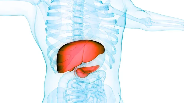 Human Internal Digestive Organ Liver with Pancreas and Gallbladder Anatomy. 3D