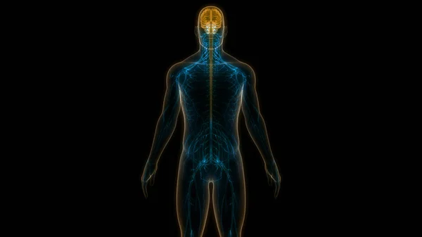 Sistem Saraf Manusia Pusat Otak Anatomi — Stok Foto