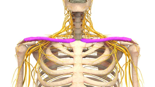 Sistema Esqueleto Humano Clavícula Ossos Articula Anatomia — Fotografia de Stock