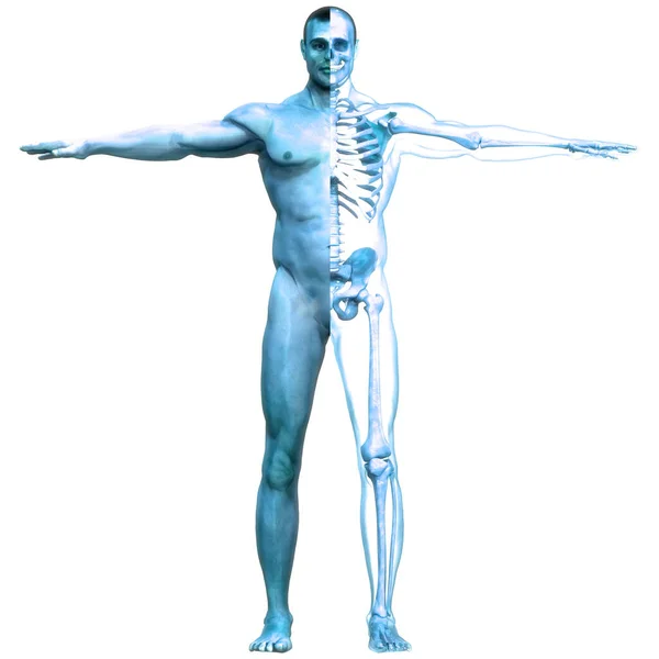 Human Skeleton System Bones Joints Anatomy Dalam Bahasa Inggris — Stok Foto
