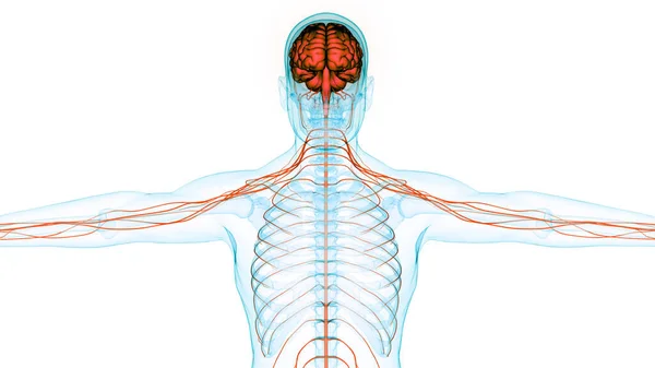 Sistemul Nervos Central Uman Anatomia Creierului — Fotografie, imagine de stoc