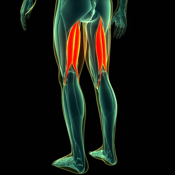 Human Muscular System Legs Muscles Biceps Femoris Long Head Muscles — Stock Photo, Image