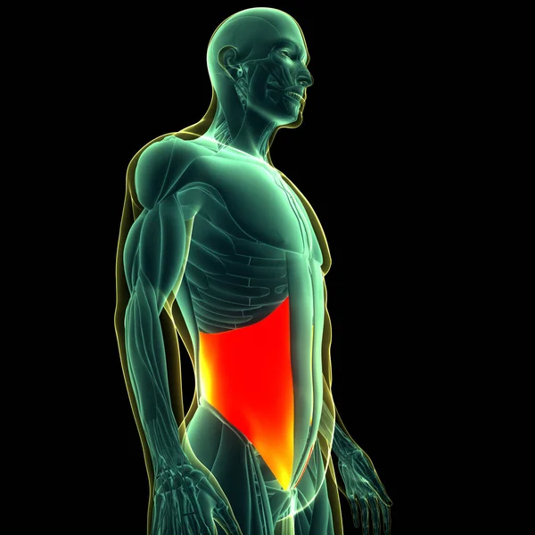 인간의 근육계는 내부적으로 Oblique Muscles Anatomy — 스톡 사진