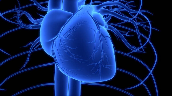 Human Circulatory System Heart Anatomy. 3D