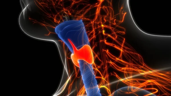 İnsan Vücut Bezleri Tiroit Bezi Anatomisi. Üç Boyut