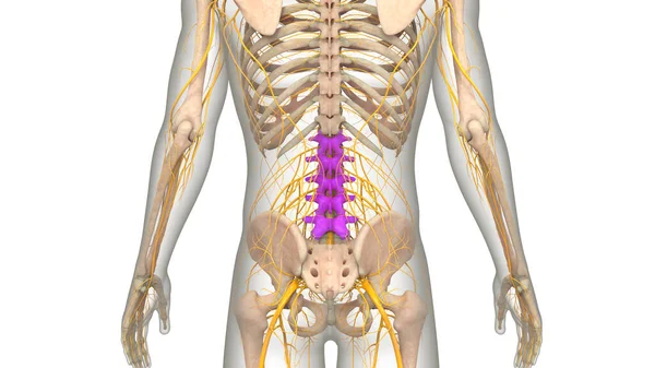 Columna Vertebral Columna Vertebral Vértebras Lumbares Anatomía Del Sistema Esquelético — Foto de Stock