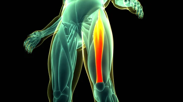 Human Muscular System Leg Muscles Rectus Femoris Muscles Anatomy — Stock Photo, Image