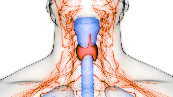 Emberi Test Mirigyek Pajzsmirigy Gland Anatómia — Stock Fotó