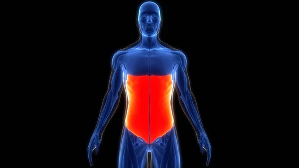 Sistema Muscolare Umano Muscoli Del Tronco Anatomia Obliqua Esterna — Foto Stock