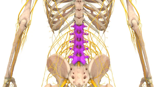 Spinal Cord Vertebral Column Lumbar Vertebrae Human Skeleton System Anatomy — стокове фото
