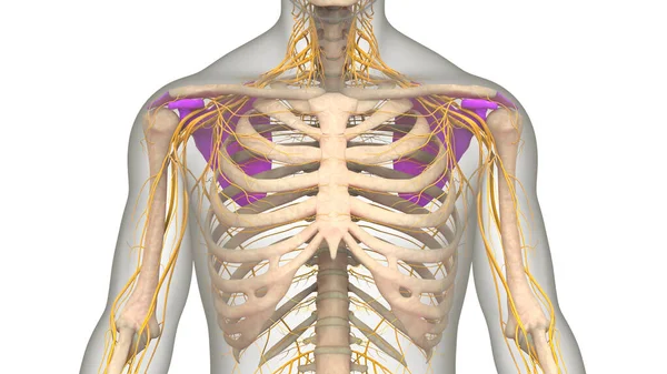 Human Skeleton System Scapula Bones Joints Anatomy — стокове фото