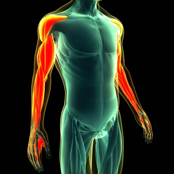 Ludzki Układ Mięśniowy Anatomia Mięśni Rąk — Zdjęcie stockowe