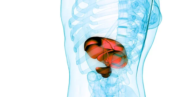 Внутренняя Пищеварительная Печень Человека Поджелудочной Железой Анатомией Желчного Пузыря — стоковое фото