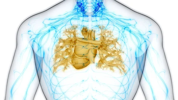 Human Circulatory System Heart Anatomy. 3D