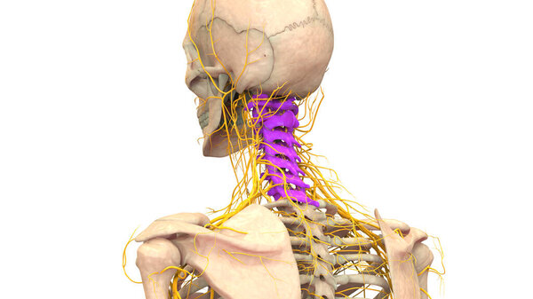 Spinal cord Anatomy (Cervical vertebrae). 3D - Illustration