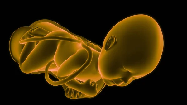 Mänskliga Foster Baby Womb Anatomy Tredimensionell — Stockfoto