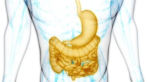 Nsan Sindirim Sistemi Mide Anatomisi Boyut — Stok fotoğraf